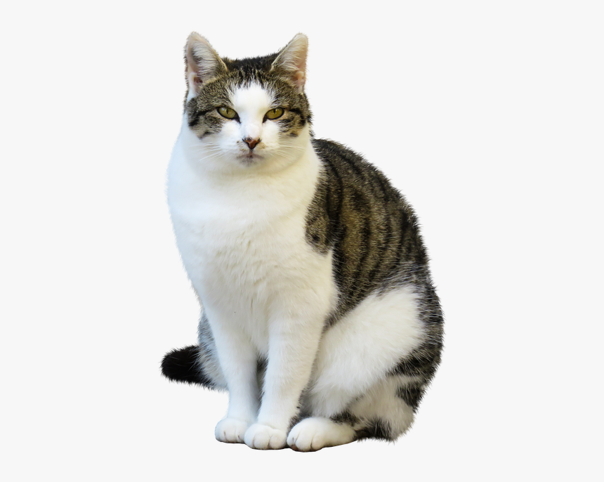 Animales, Gato, Mascotas, Aislado, Sentarse, Esperar - Cat Sit Png, Transparent Png, Free Download