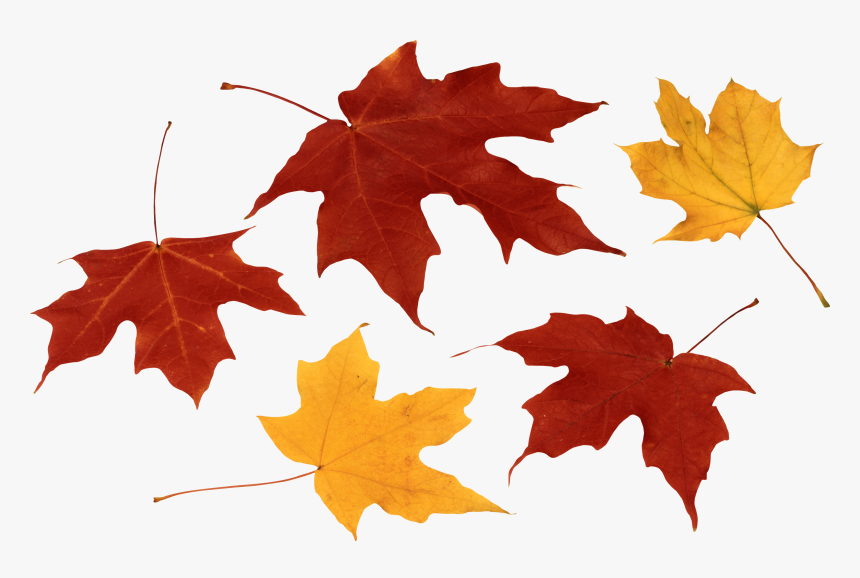 Autumn Leaf Color Clip Art - Fall Leaves Clipart Png, Transparent Png, Free Download