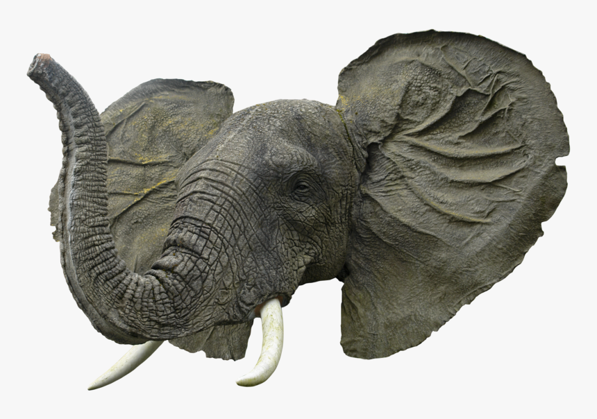 Download Free Elephant Png Transparent Images Transparent - African Elephant Head Png, Png Download, Free Download