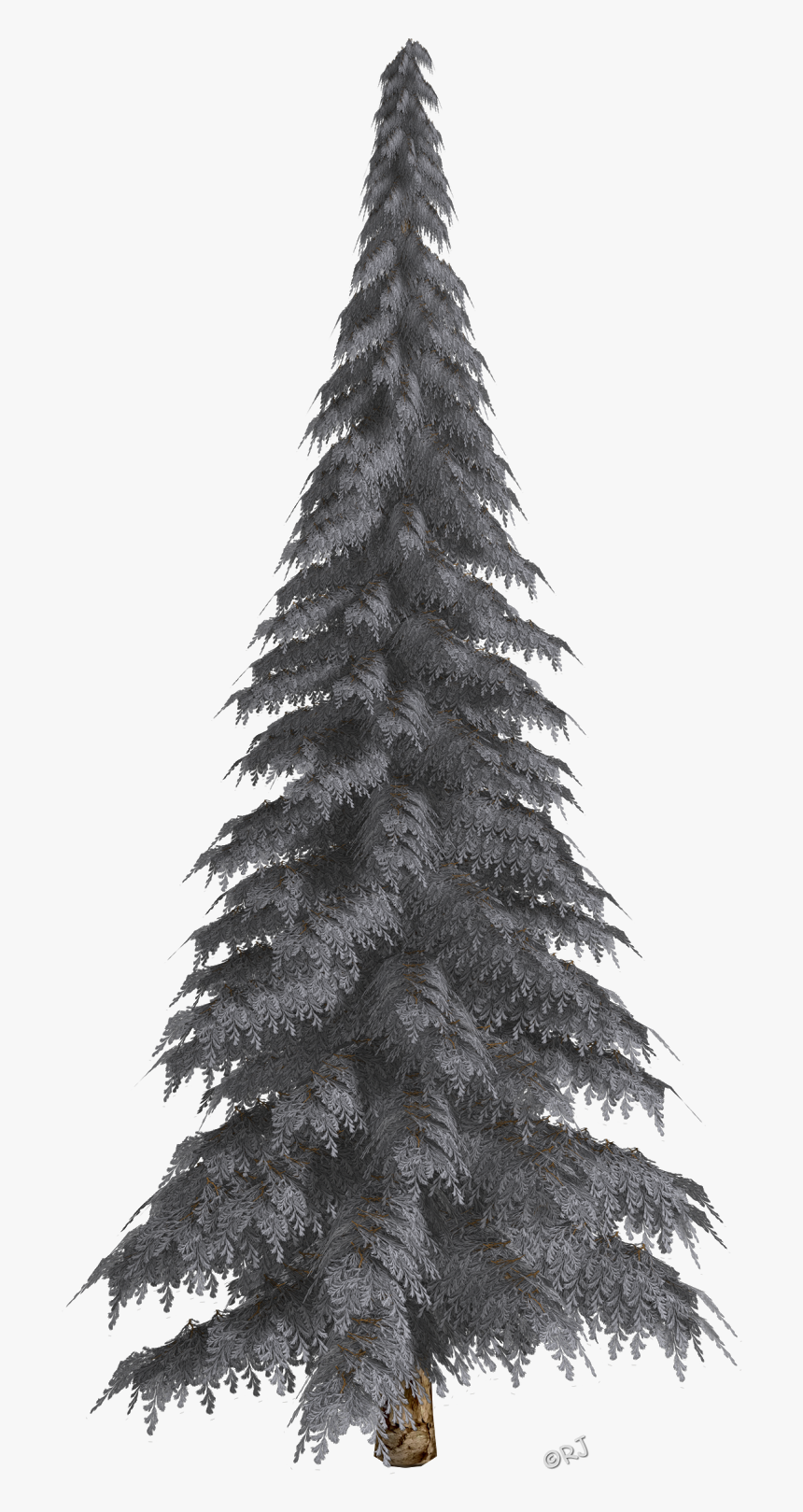 Shortleaf Black Spruce,balsam Fir,columbian Spruce,tree,yellow - Tree In The Winter Transparent Background, HD Png Download, Free Download