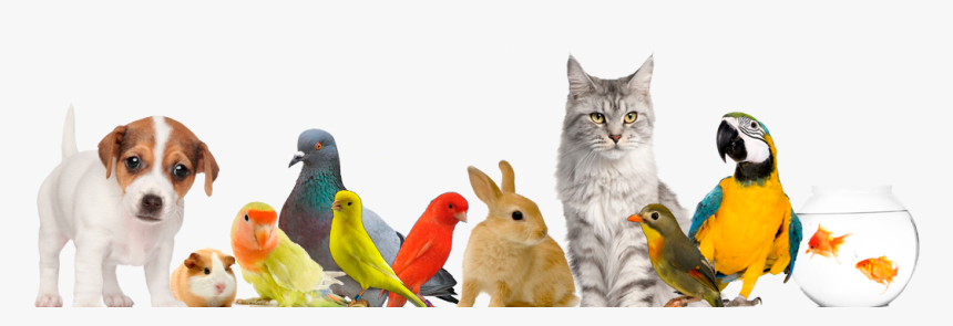 Fondo De Animales Domesticos Png, Transparent Png, Free Download