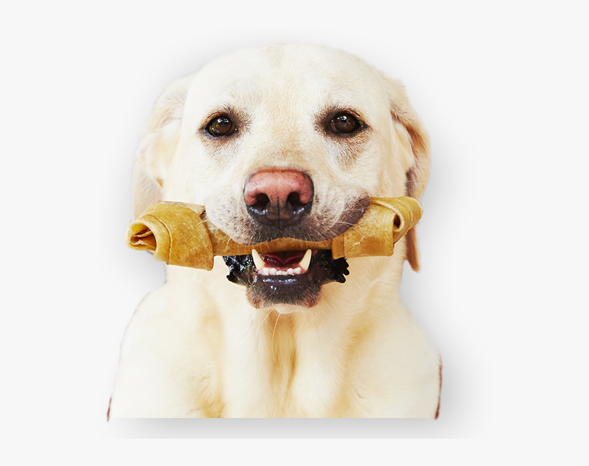 Sunny Articulos Para Mascota Seccion Perros Banner - Labrador Retriever, HD Png Download, Free Download