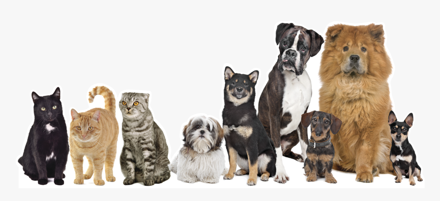 Transparent Mascotas Png - 10 Dogs, Png Download, Free Download