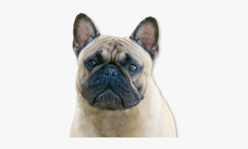 Traslado De Mascotas - Animal Cargo, HD Png Download, Free Download