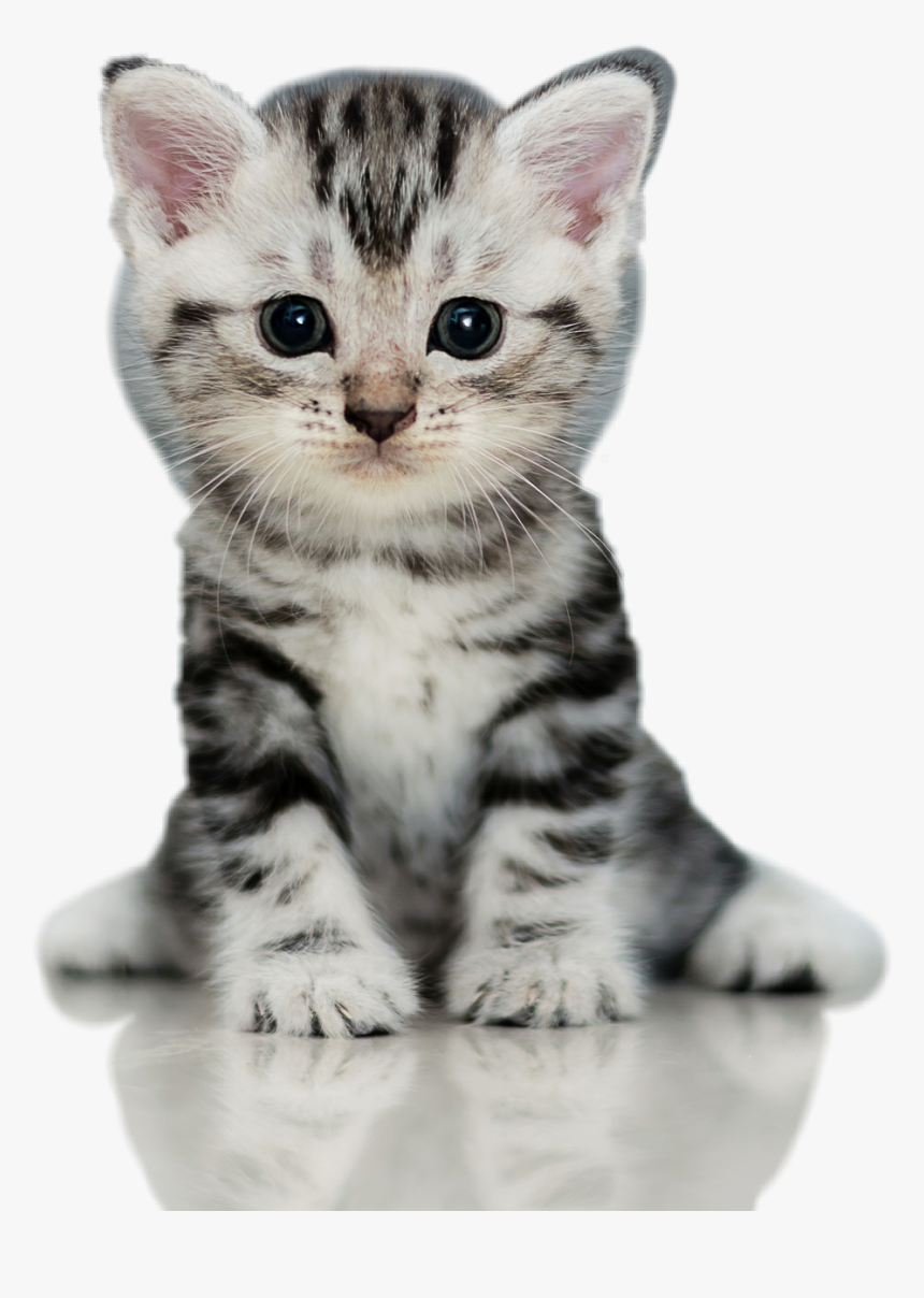 #dog #perros #gatos #cat #mascotas - Kittens Cat, HD Png Download, Free Download