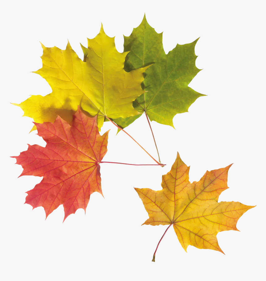 Autumn Leaves Png Image - Autumn Leaf, Transparent Png, Free Download