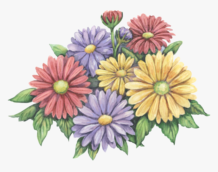 African Daisy, HD Png Download, Free Download