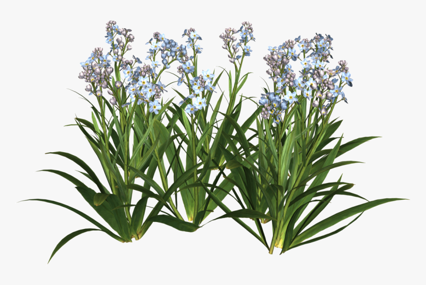 Flower,flowering Plant - Garden Flowers Png, Transparent Png, Free Download