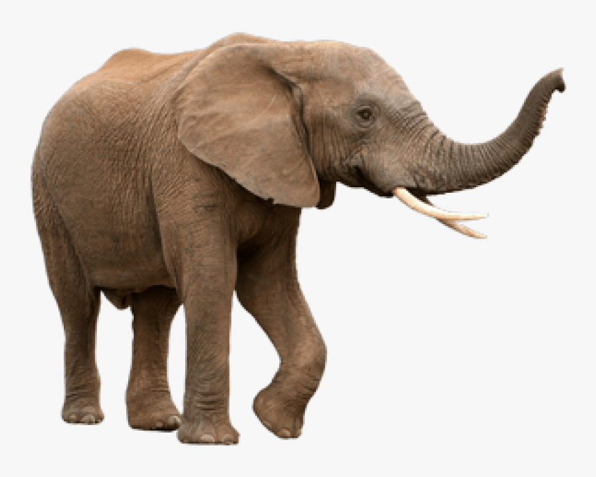 Indian-elephant - African Elephant White Background, HD Png Download, Free Download