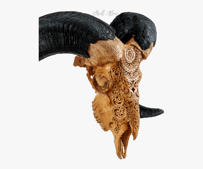 Carved Ram Skull - Indian Elephant, HD Png Download, Free Download