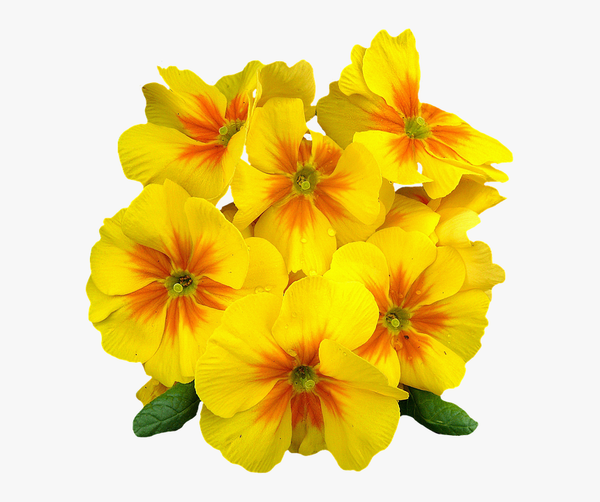 Evening Primrose Png, Transparent Png, Free Download