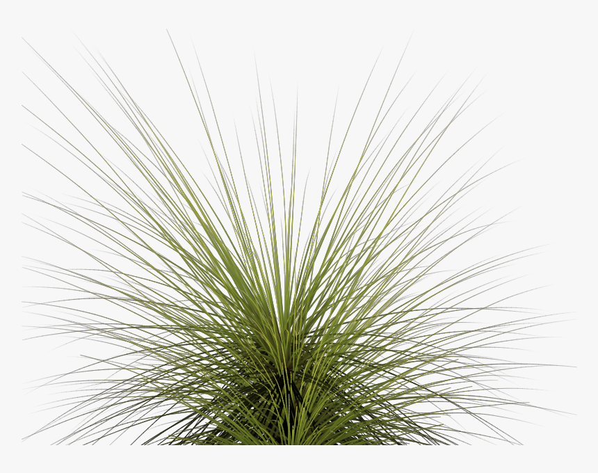 Tall Grass Png - Tall Grass Png Ornamental, Transparent Png, Free Download