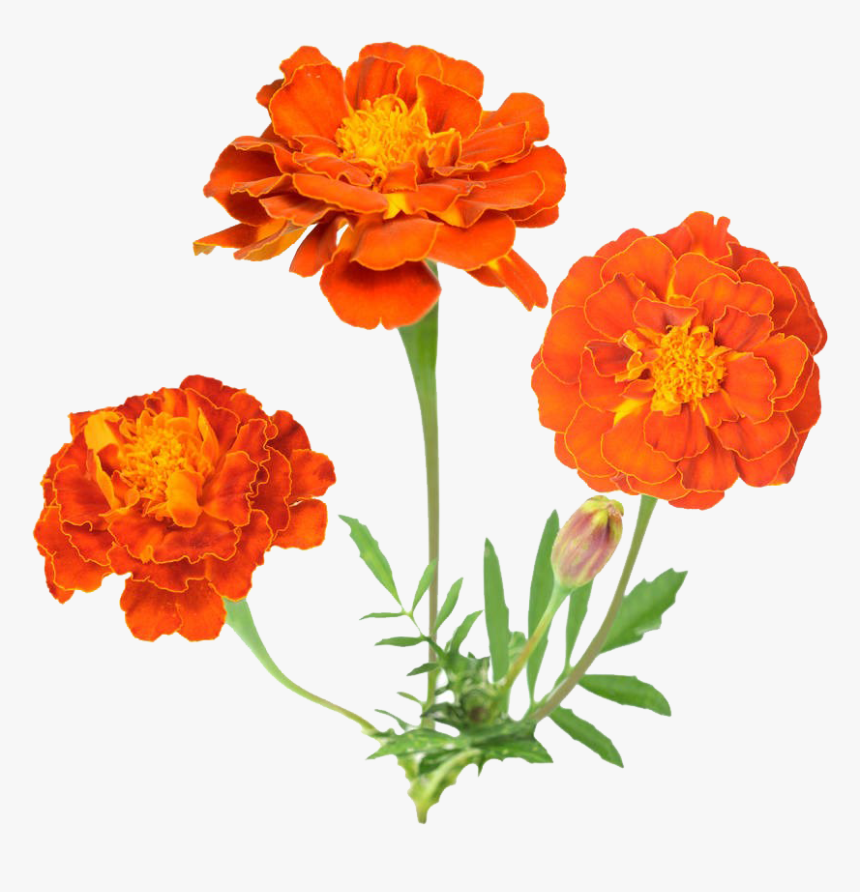 Tagetes-patula - Background Transparent Mexican Flowers, HD Png Download, Free Download