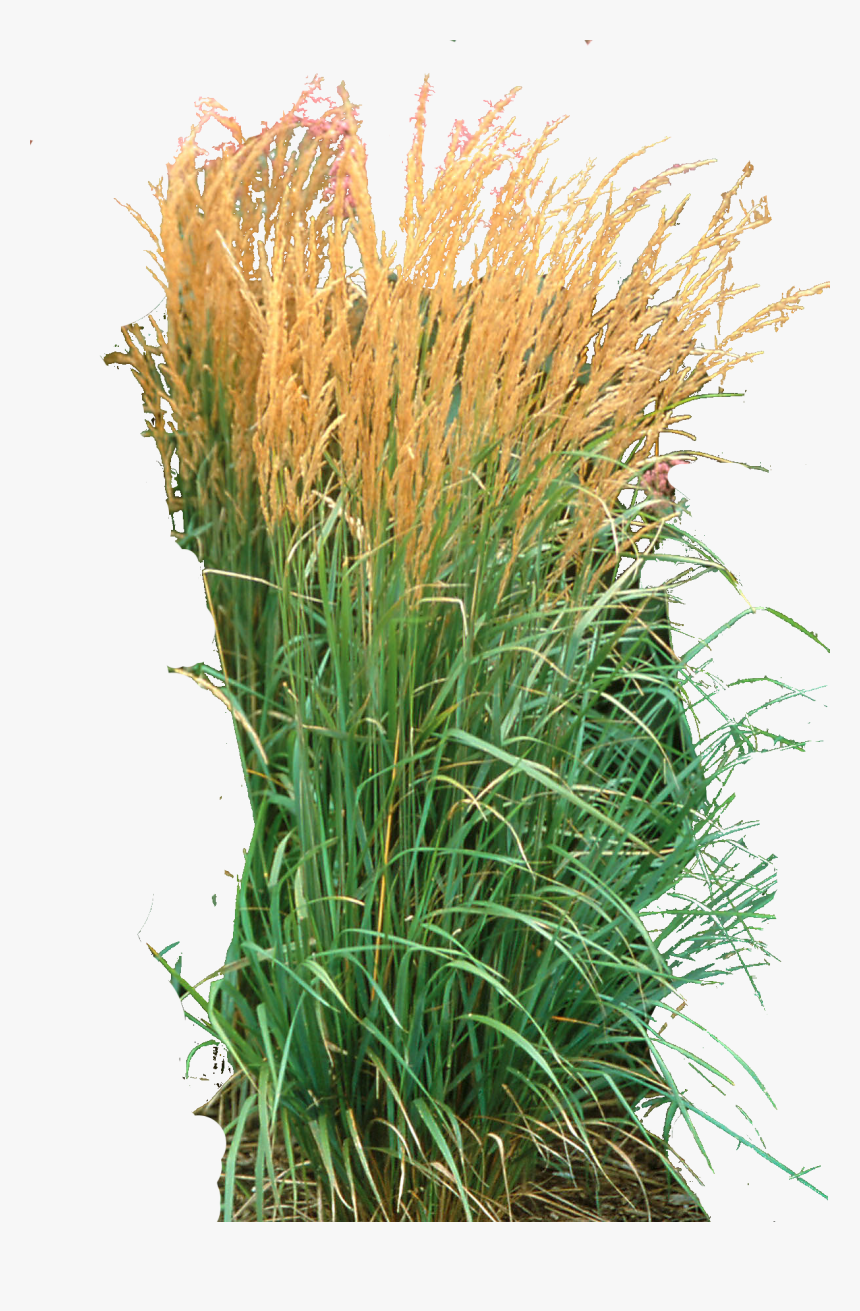 Ornamental Grass Png - Calamagrostis X Acutiflora Karl Foerster, Transparent Png, Free Download