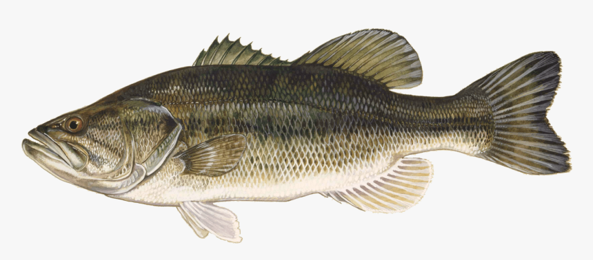 Bass Fishing Png - Largemouth Bass, Transparent Png, Free Download