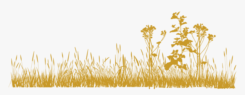 Png Grass All Hd, Transparent Png, Free Download