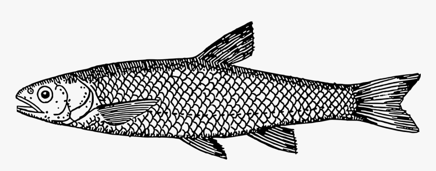Scales Fish Line Drawing, HD Png Download, Free Download