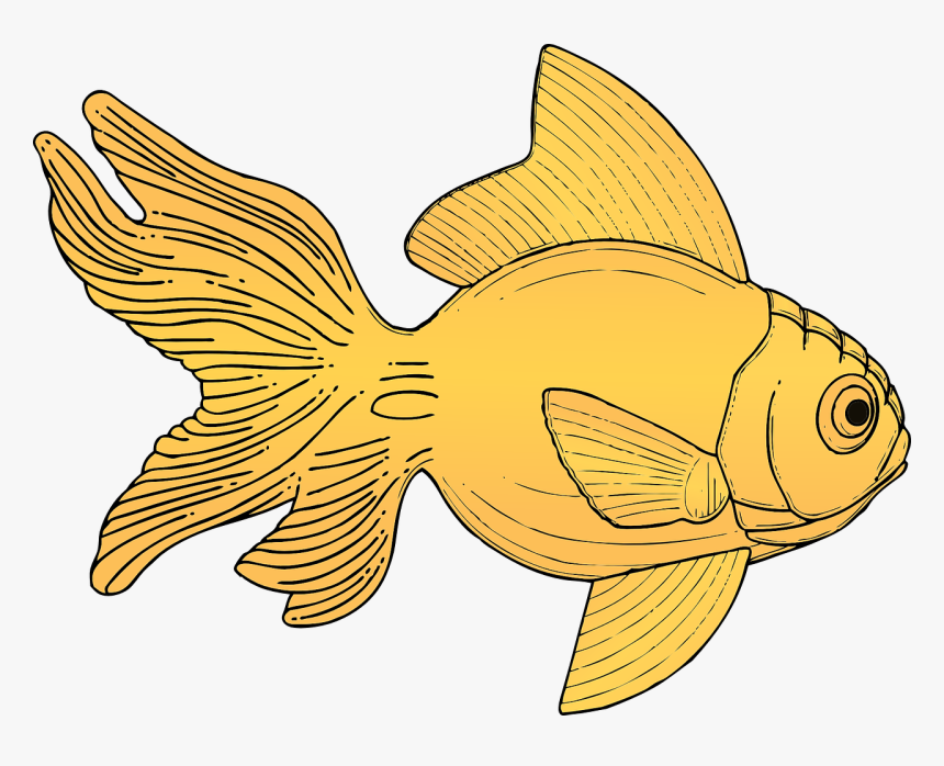 Gold, Fish, Aquarium, Goldfish, Fins, Swimming, Fresh - Gold Fish Clip Art, HD Png Download, Free Download