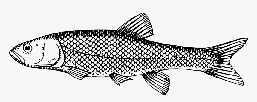 Milkfish Clipart Black And White, HD Png Download, Free Download