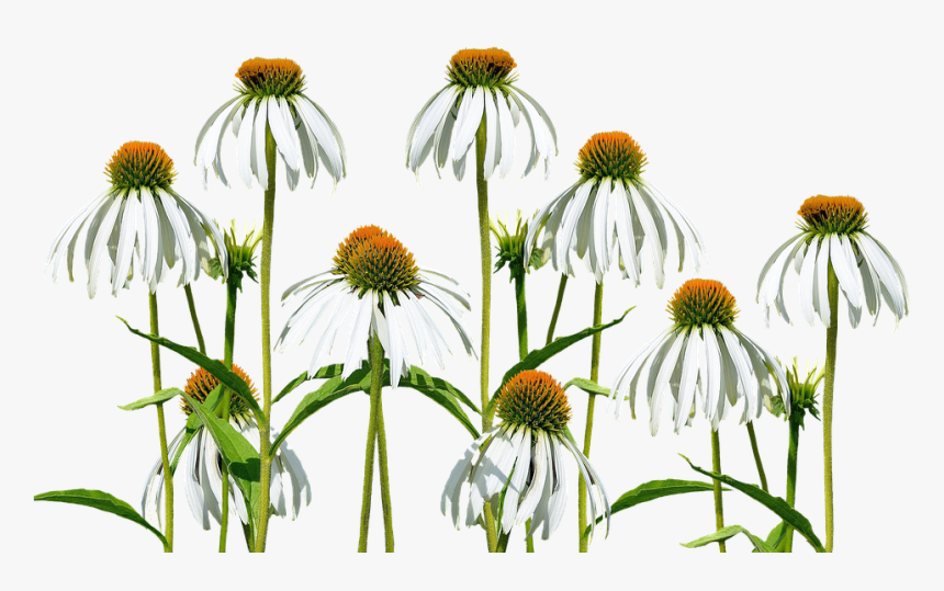 Transparent Wild Plants Png - Meadow Flowers Png, Png Download, Free Download
