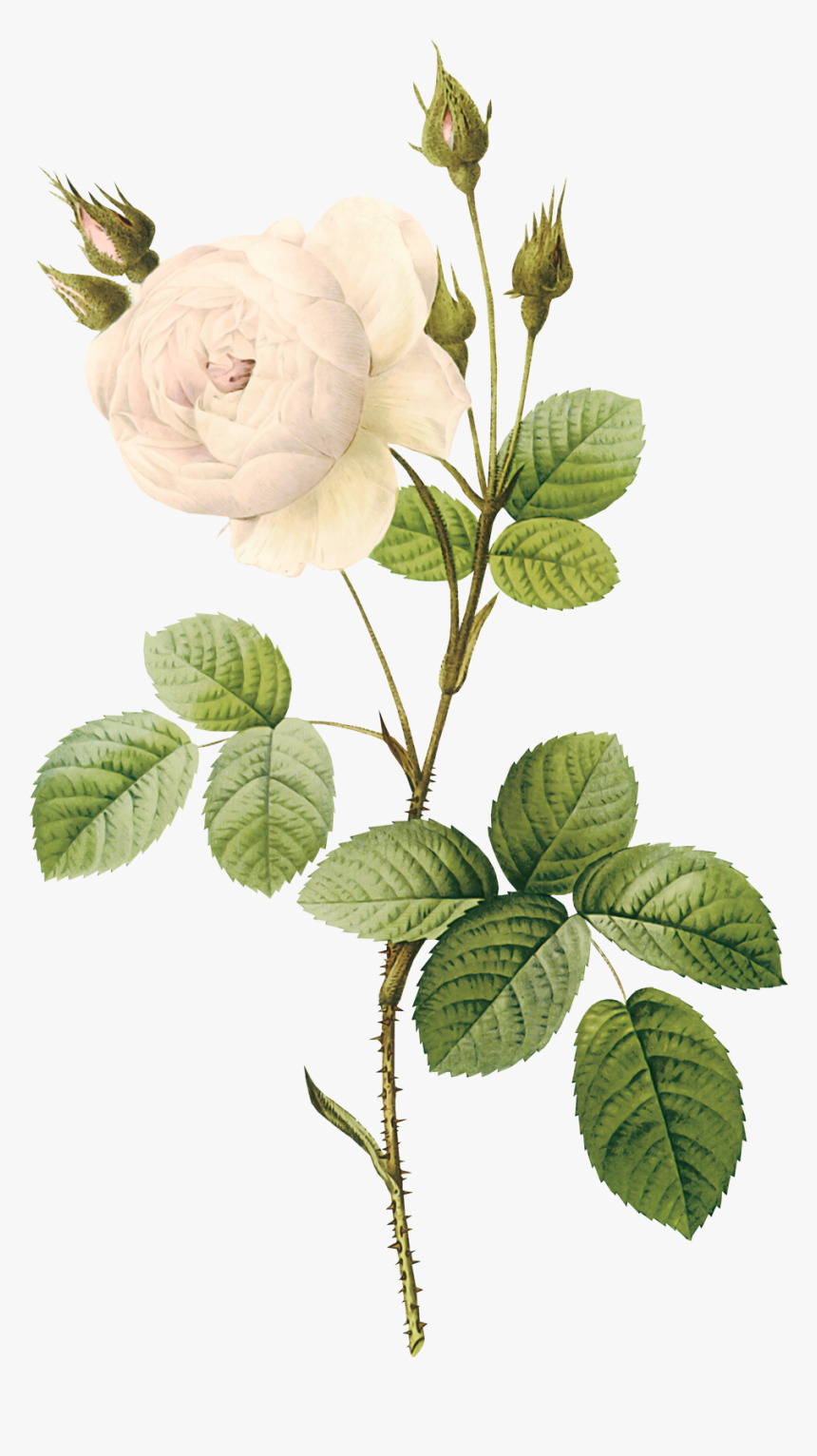 White Rose Png Image, Flower White Rose Png Picture - Flower With Stem Png, Transparent Png, Free Download