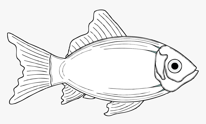 Transparent Fish Fins Png - Gambar Ikan Laut Animasi, Png Download, Free Download