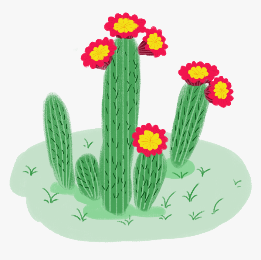 Flower Plant Top View Png - Hedgehog Cactus, Transparent Png, Free Download