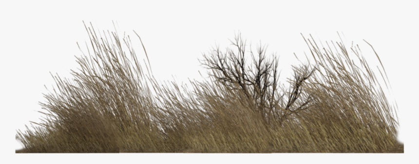 Dry Grass Png - Dry Grass Png Transparent, Png Download, Free Download