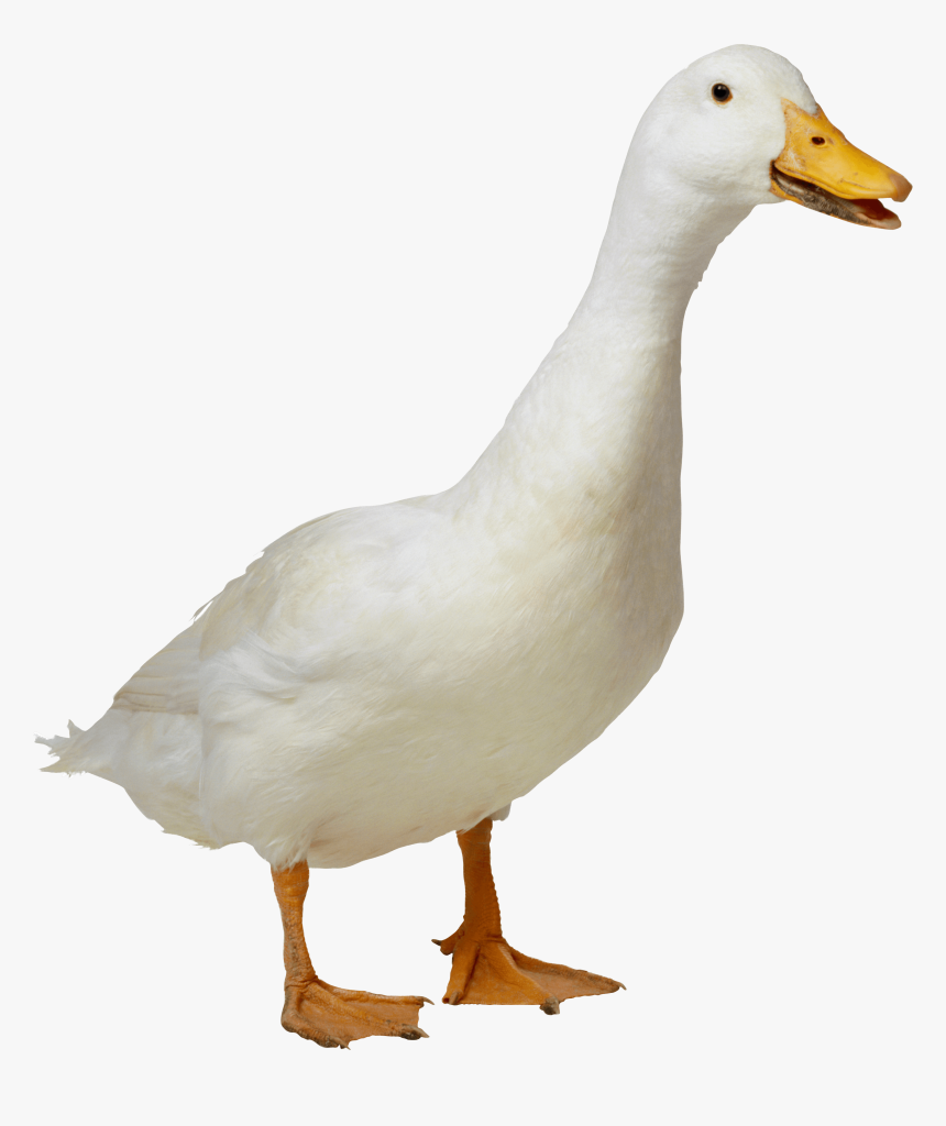 Bird,ducks, Geese And Goose,mallard,american Black - Duck Transparent Png, Png Download, Free Download