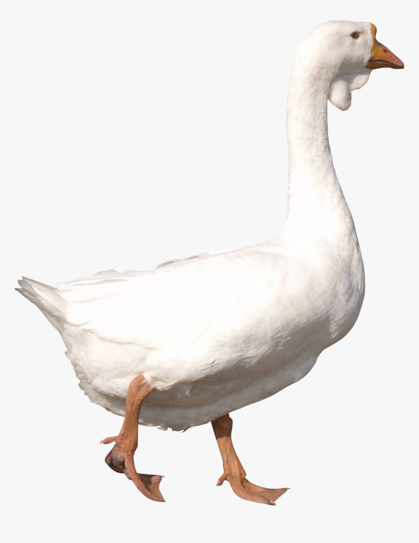 Goose Png Images Free Download - Goose Png, Transparent Png, Free Download