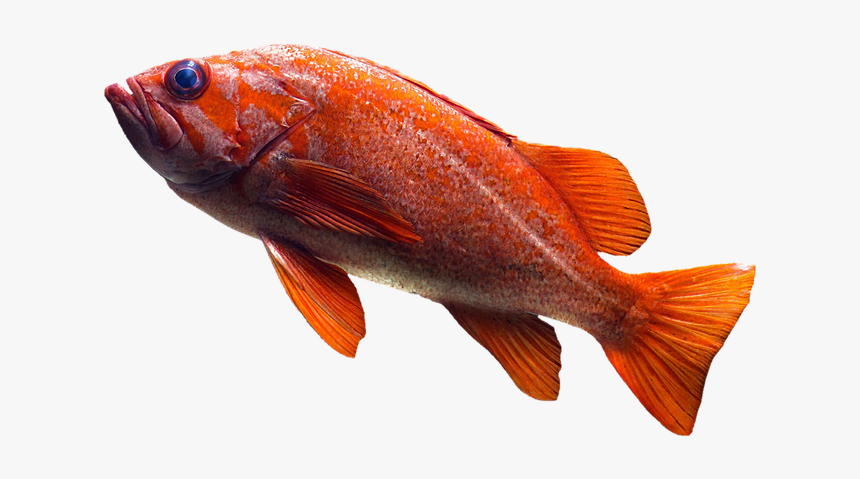 Fish, Goldfish, Aquarium, Water, Pond, Swim - Web E Commerce System Php Sql Online Free, HD Png Download, Free Download