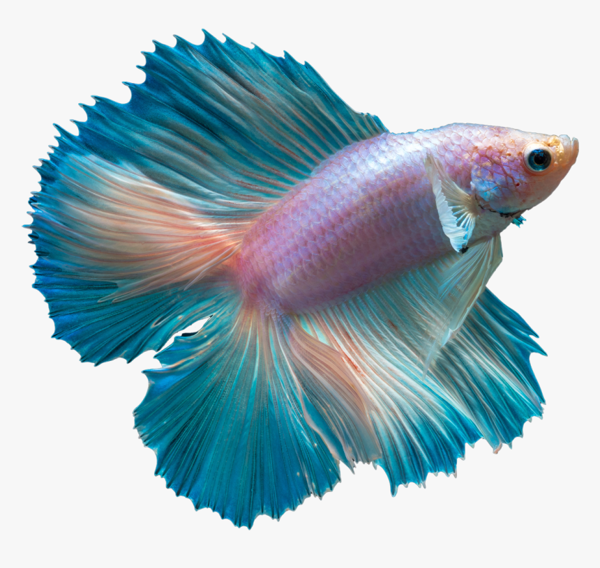 Betta Fish Transparent Background, HD Png Download, Free Download