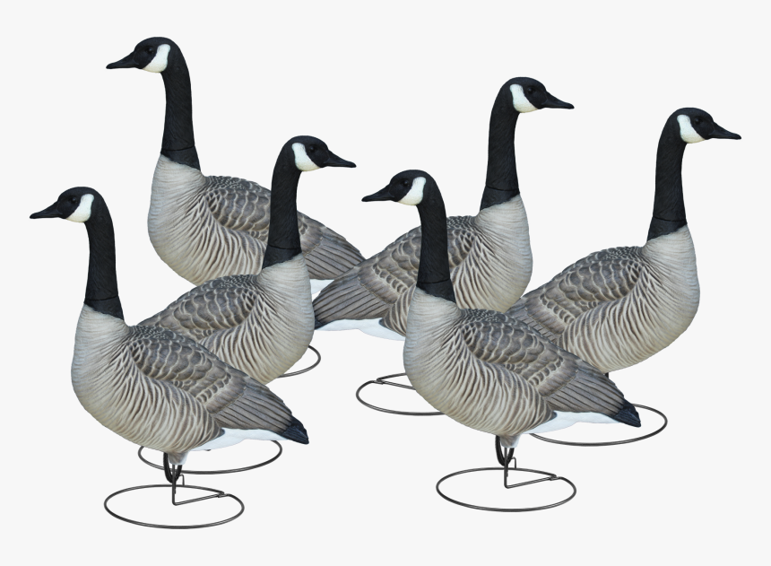 Livecraft™ Full Body Geese"
 Class= - Final Approach Livecraft Decoys, HD Png Download, Free Download