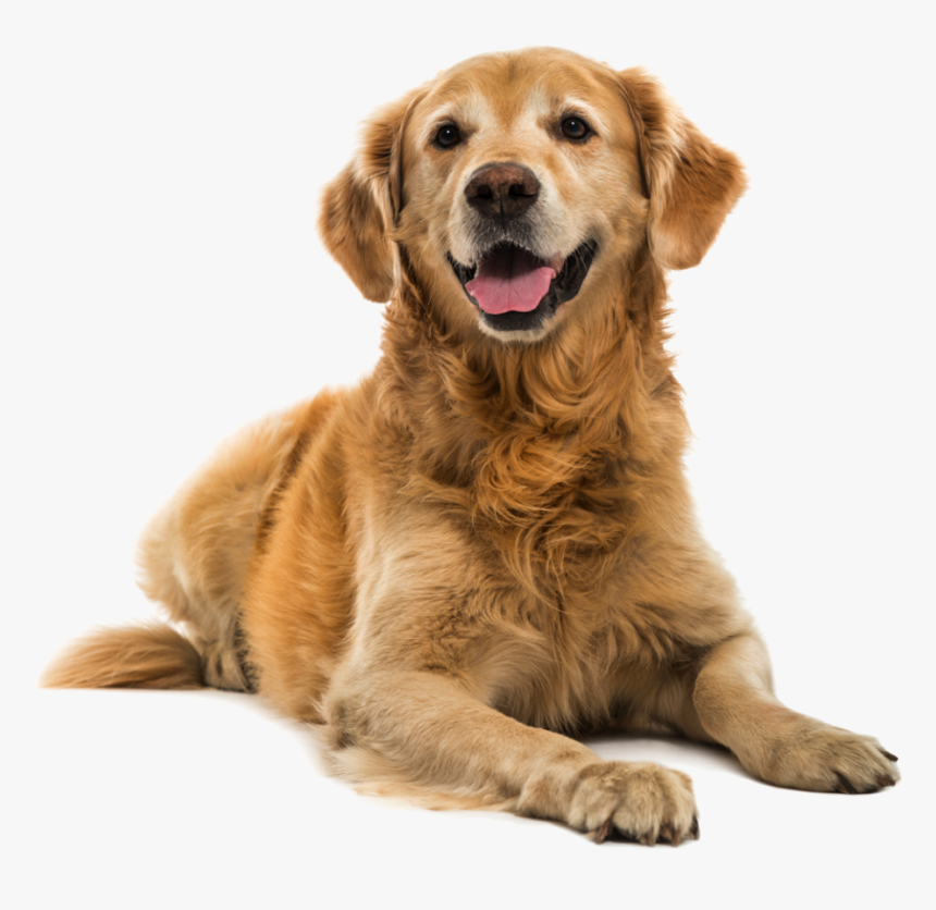 Puppy Shock Collar Bark Pet - Golden Retriever Png, Transparent Png, Free Download