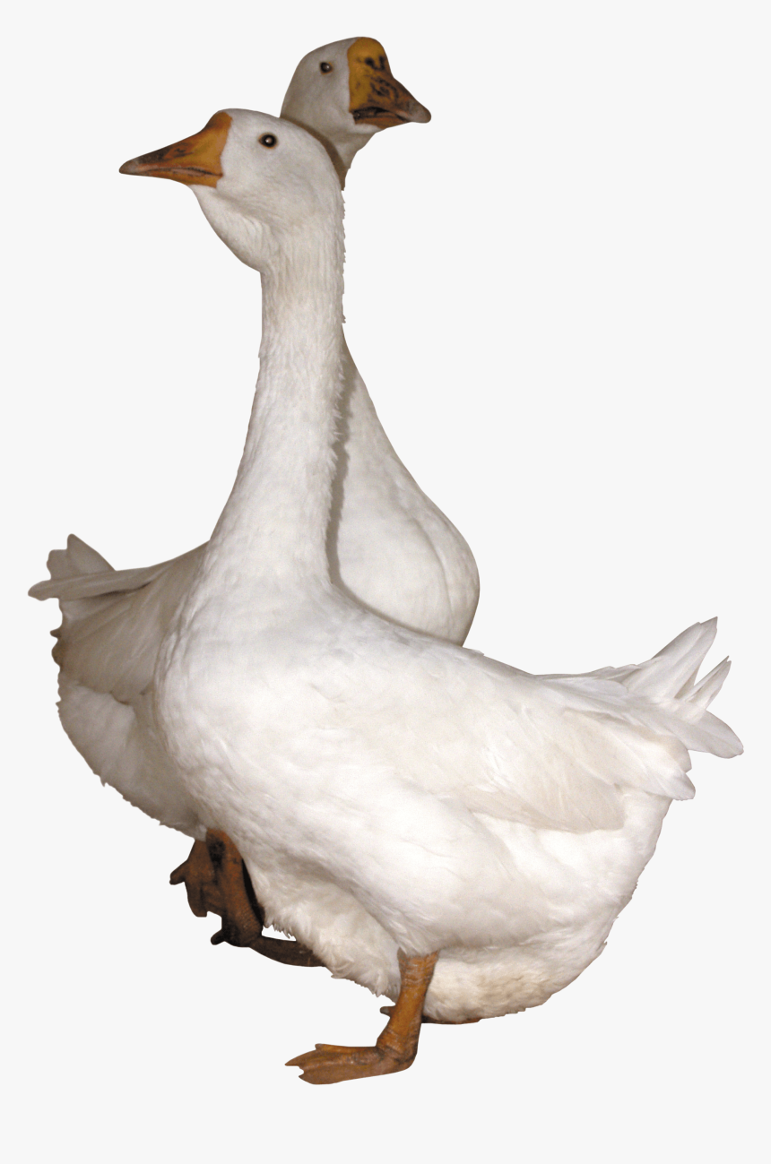 Bird,goose,beak,ducks, Geese And Goose - Gooses Png, Transparent Png, Free Download