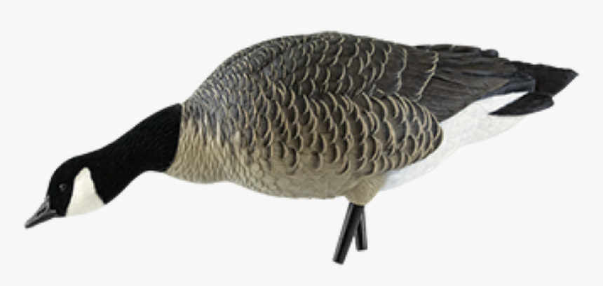 Avian-x Axp Lesser Goose Feeder, HD Png Download, Free Download