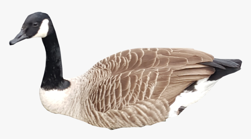Canadian Goose Swimming No Background - Canada Goose Png, Transparent Png, Free Download