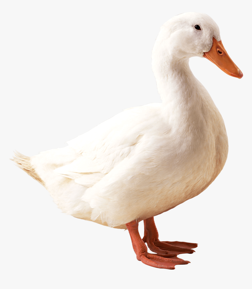 White Goose Png - Duck Png, Transparent Png, Free Download