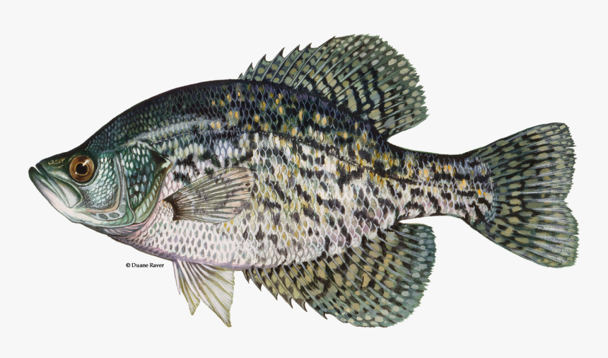 Illustration Of A Black Crappie - Black Crappie Fish, HD Png Download, Free Download