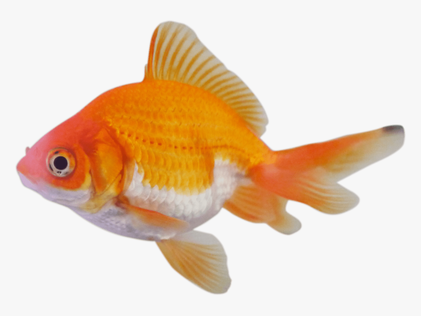 Goldfish - Peces De Colores Png, Transparent Png, Free Download