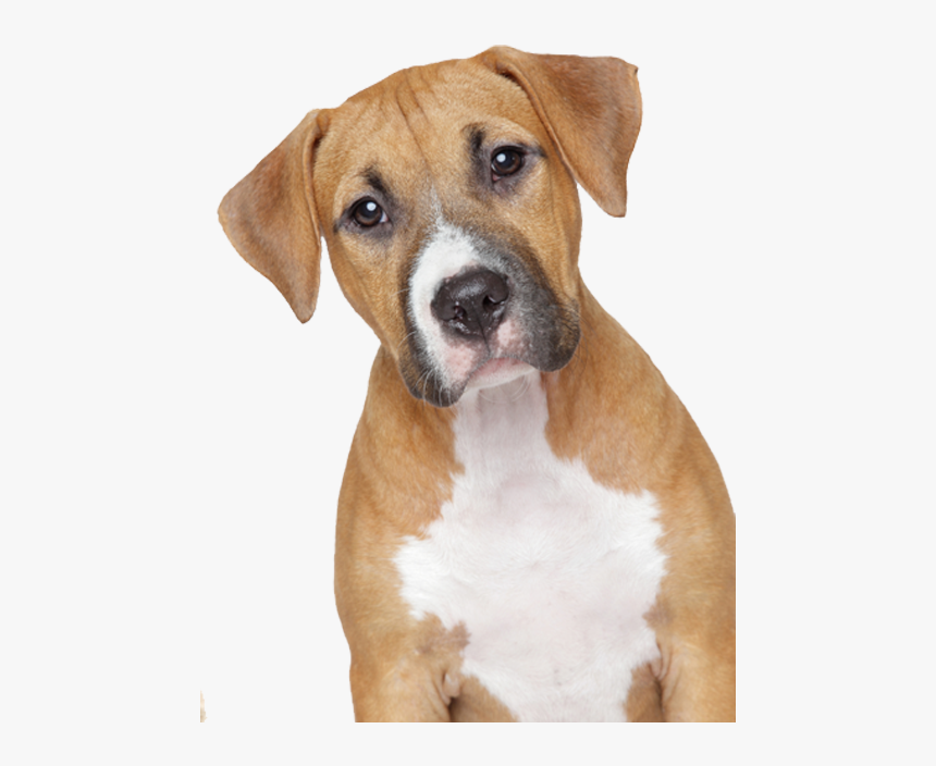 Transparent Background Dog Png, Png Download, Free Download