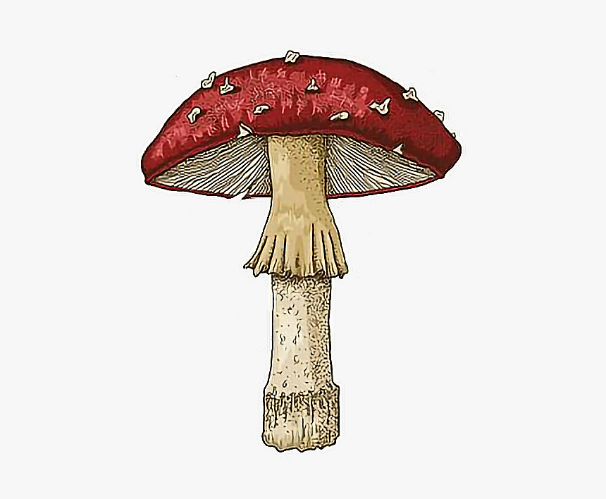 Transparent Trippy Mushroom Png - Drawing, Png Download, Free Download