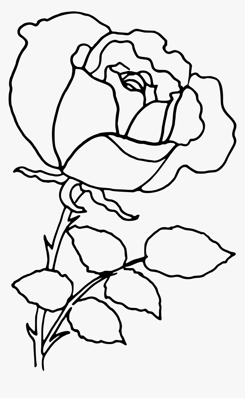 Png Rose Outline Transparent Rose Outline Images - Outline Image Of Rose, Png Download, Free Download