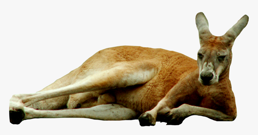 Transparent Kangaroo Clipart - Transparent Background Kangaroo Png, Png Download, Free Download