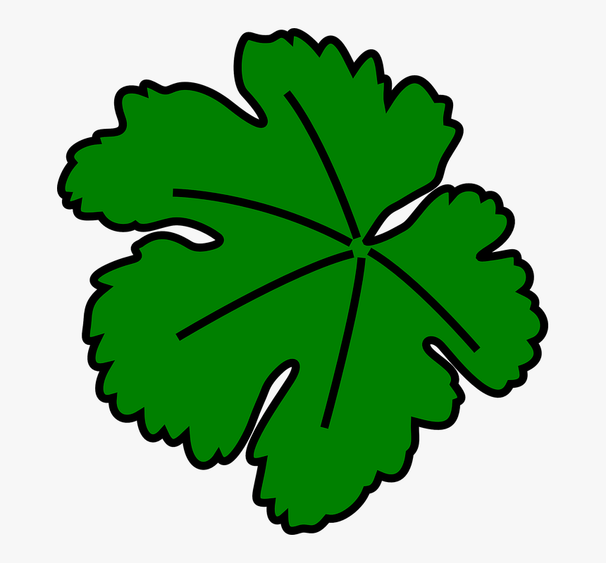 Vine, Leaves, Grapevine, Green - Fall Pumpkin Leaves Clip Art, HD Png Download, Free Download