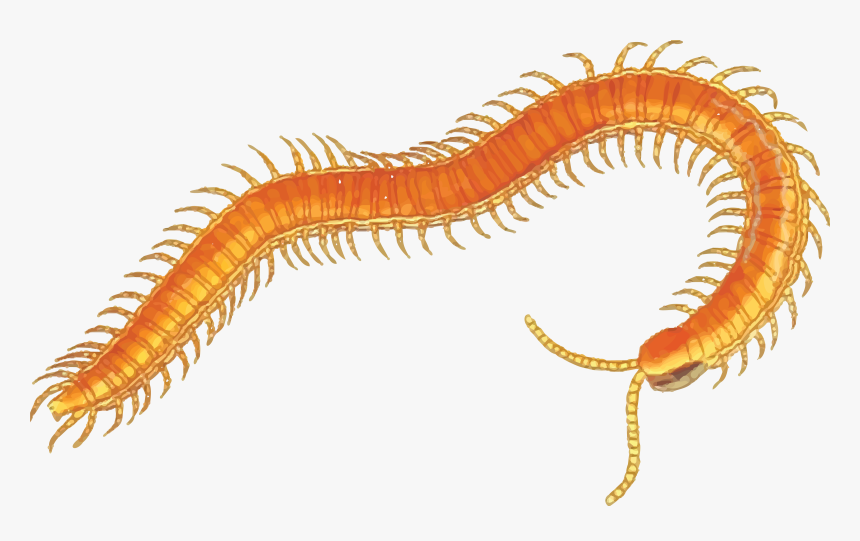 Free Clipart Of A Centipede - Centipede Clip Art, HD Png Download, Free Download