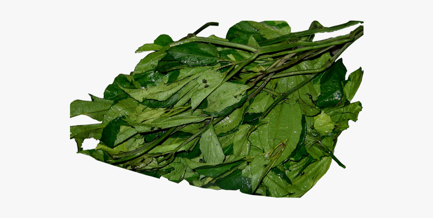 Ugu Leaves, HD Png Download, Free Download