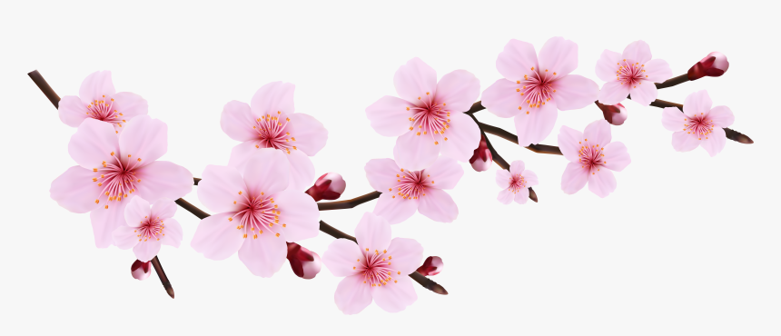 Cherry Blossom Png Images Free Download - Cherry Blossom Png Transparent, Png Download, Free Download