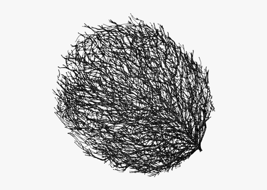 Tumbleweed Transparent Png, Png Download - kindpng.