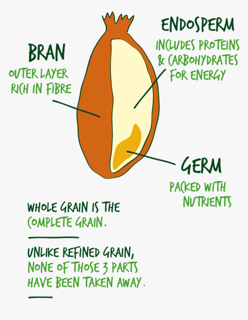 Illustration Of A Whole Grain - Parts Of Cereal Grain, HD Png Download, Free Download